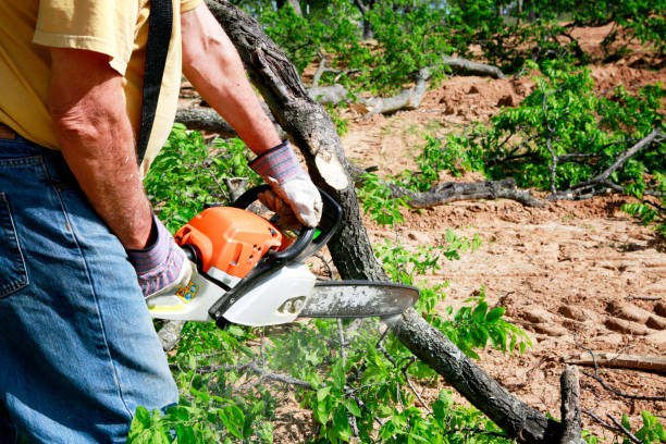 Best Stump Grinding and Removal  in Smithers, WV